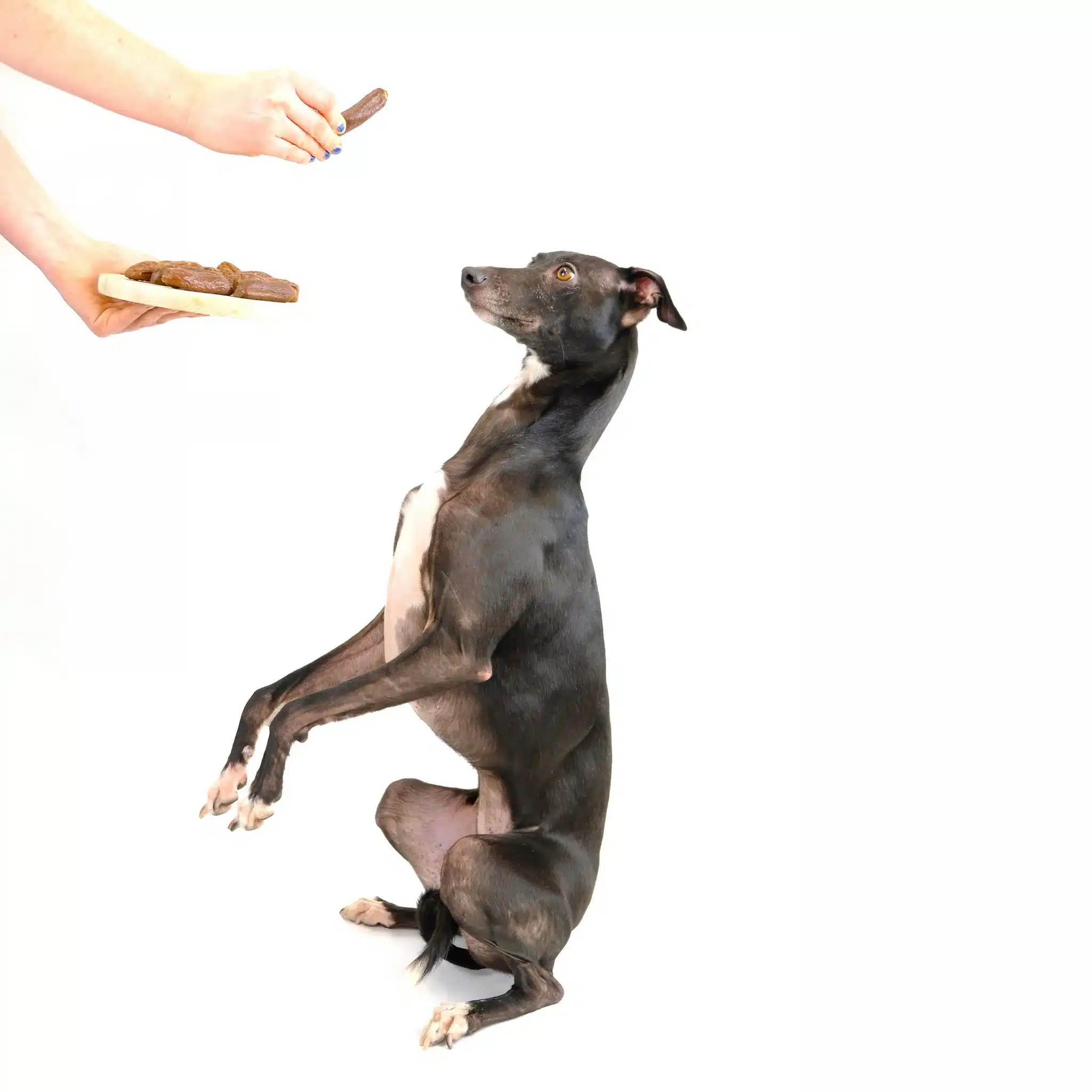 dog waiting for its gourmet sausage duck