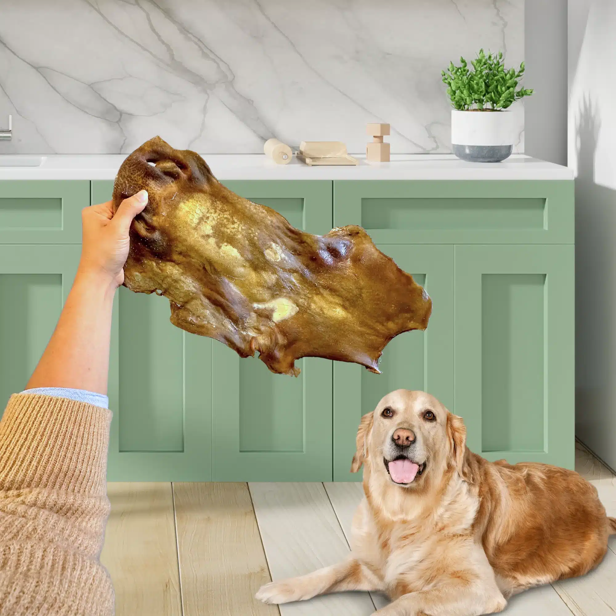 CAMELSKINPLATES_1024x1024@2x