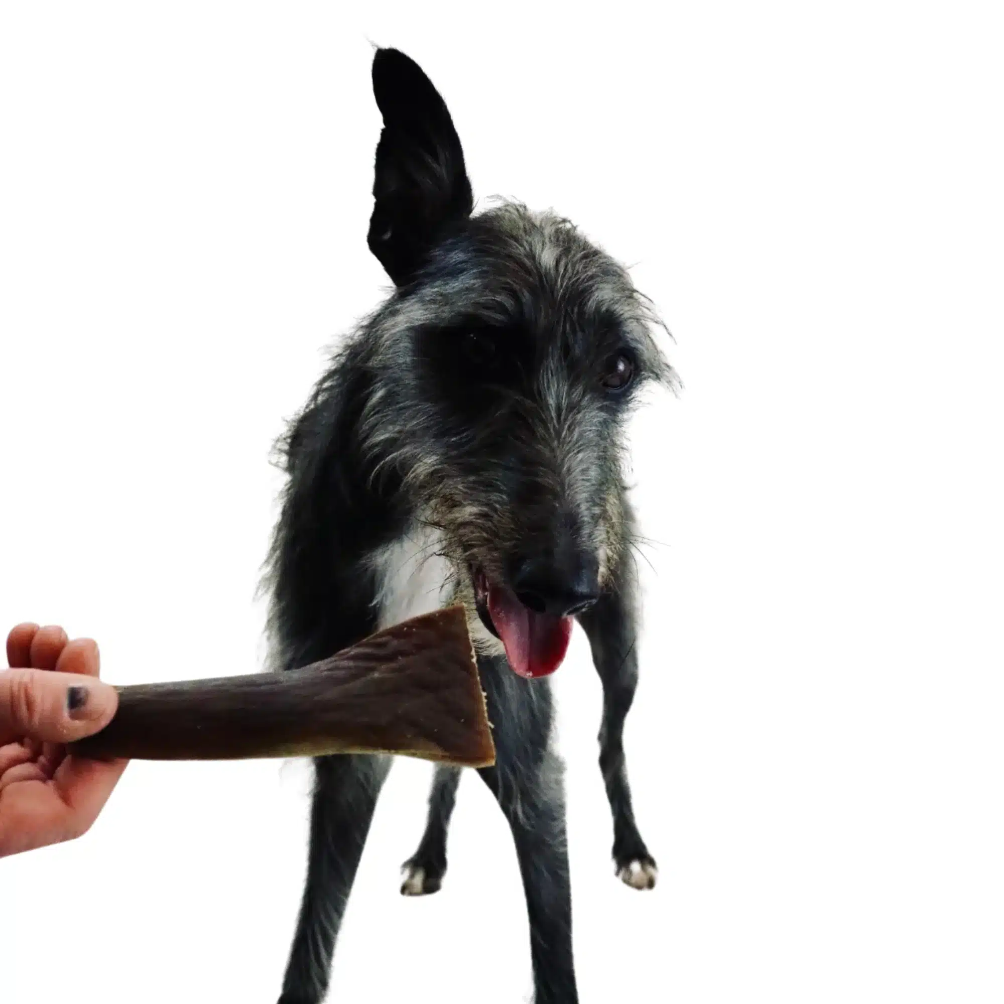 CAMELSKINS_1024x1024@2x