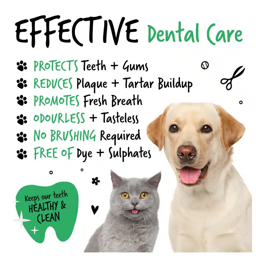 Dental-Care-Solution-Key-Points